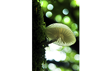 White cup Porcelain mushroom on the forest tree